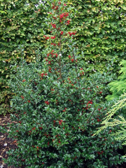 ILEX meserveae BLUE PRINCESS