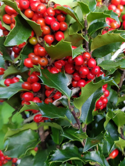 ILEX meserveae BLUE PRINCESS