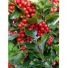 ILEX meserveae BLUE PRINCESS