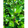 ILEX meserveae BLUE PRINCE