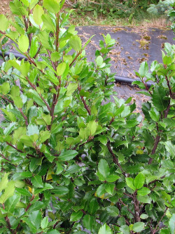 ILEX meserveae BLUE PRINCE