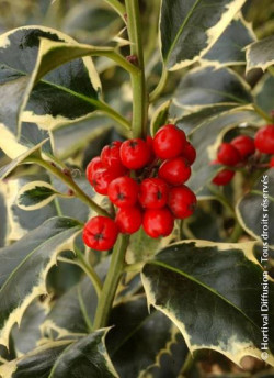 Topiaire (Plante taillée) - ILEX aquifolium ARGENTEA MARGINATA (Houx commun panaché)