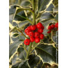Topiaire (Plante taillée) - ILEX aquifolium ARGENTEA MARGINATA (Houx commun panaché)