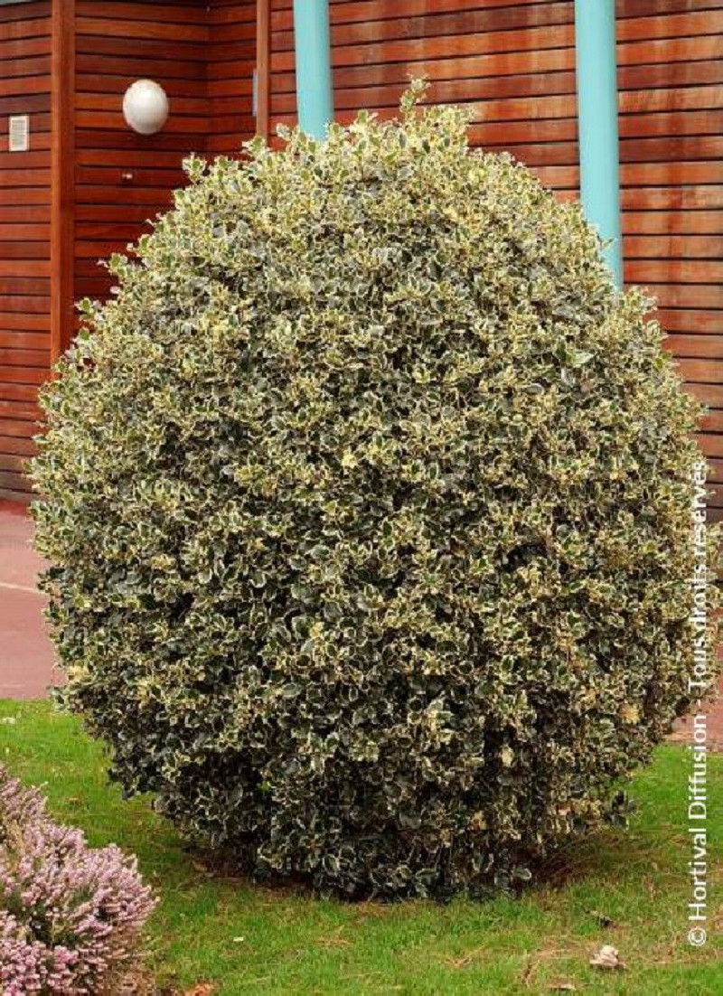 Topiaire (Plante taillée) - ILEX aquifolium ARGENTEA MARGINATA (Houx commun panaché)