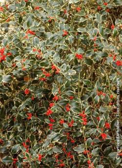 Topiaire (Plante taillée) - ILEX aquifolium ARGENTEA MARGINATA (Houx commun panaché)
