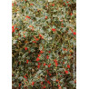 Topiaire (Plante taillée) - ILEX aquifolium ARGENTEA MARGINATA (Houx commun panaché)