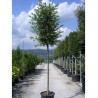 QUERCUS ilex
