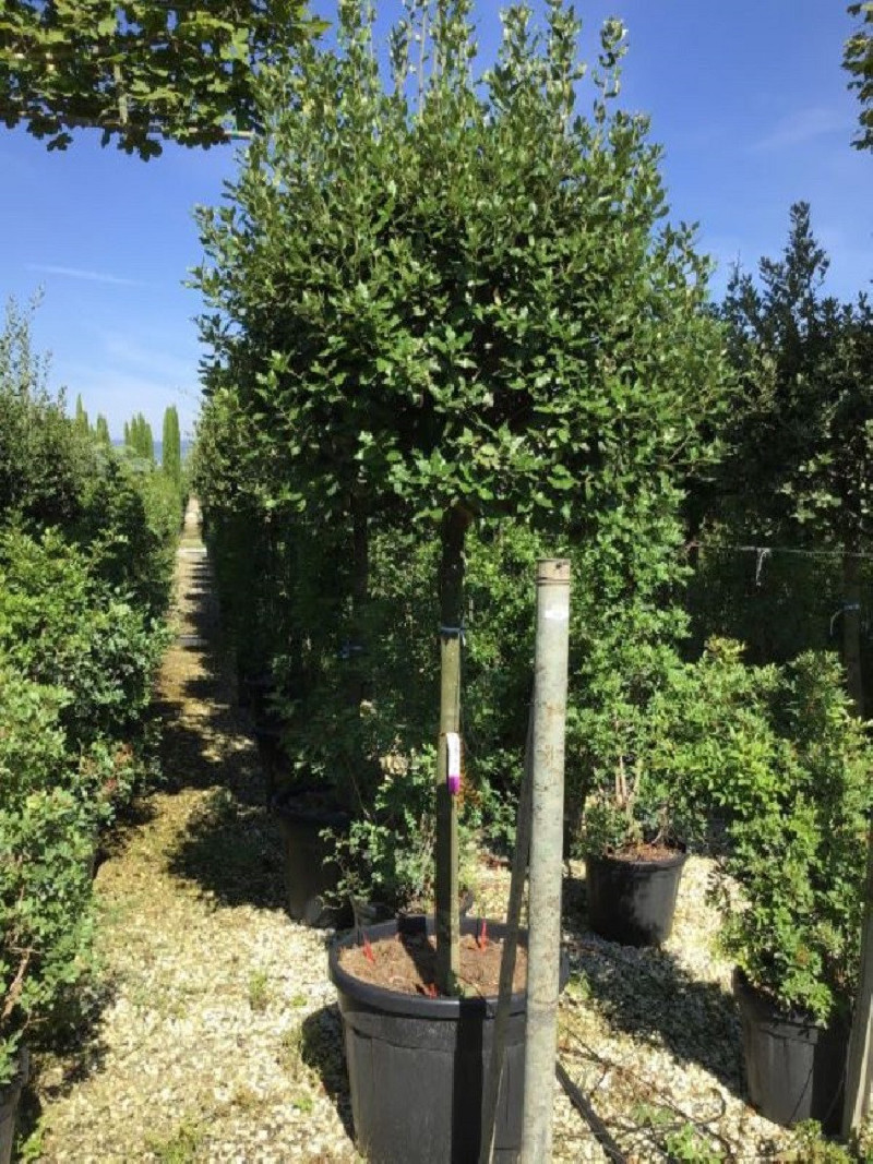 QUERCUS ilex