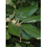 QUERCUS ilex