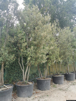 QUERCUS ilex