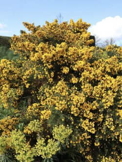 ULEX europaeus