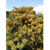 ULEX europaeus