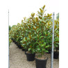 MAGNOLIA grandiflora GALISSONIENSIS En pot de 35-50 litres
