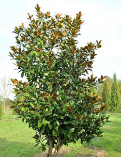 MAGNOLIA grandiflora GALISSONIENSIS
