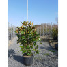 MAGNOLIA grandiflora GALISSONIENSIS En pot de 25-30 litres
