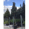 MAGNOLIA grandiflora GALISSONIENSIS En pot de 70-90 litres forme tige hauteur du tronc 180-200 cm