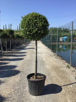 ILEX crenata KINME