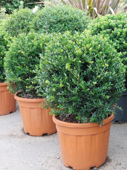 ILEX crenata KINME