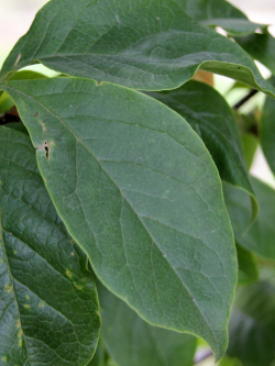 MAGNOLIA liliiflora NIGRA