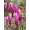 MAGNOLIA liliiflora NIGRA