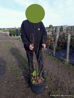 MAGNOLIA liliiflora NIGRA En pot de 15-20 litres