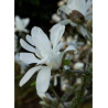 MAGNOLIA stellata