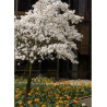 MAGNOLIA stellata