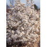 MAGNOLIA stellata