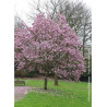 MAGNOLIA soulangeana ANDRE LEROY