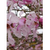 MAGNOLIA loebneri LEONARD MESSEL