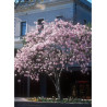 MAGNOLIA loebneri LEONARD MESSEL