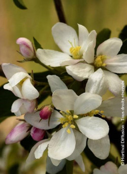 MALUS COMTESSE DE PARIS