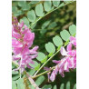 INDIGOFERA dosua