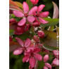 MALUS DIABLE ROUGE