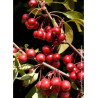MALUS DIABLE ROUGE