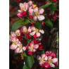 MALUS GOLDEN HORNET