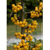 MALUS GOLDEN HORNET