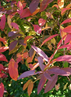 ITEA virginica HENRY'S GARNET