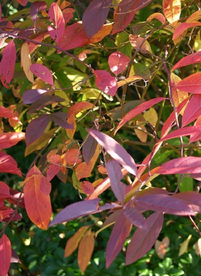 ITEA virginica HENRY'S GARNET