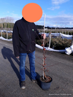 MALUS perpetu EVERESTE En pot de 10-12 litres forme quenouille