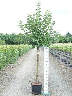 MALUS perpetu EVERESTE En pot de 15-20 litres forme tige hauteur du tronc 110-130 cm