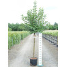 MALUS perpetu EVERESTE En pot de 15-20 litres forme tige hauteur du tronc 110-130 cm