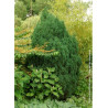JUNIPERUS chinensis STRICTA
