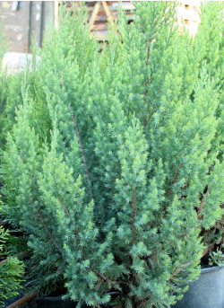 JUNIPERUS chinensis STRICTA