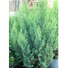 JUNIPERUS chinensis STRICTA