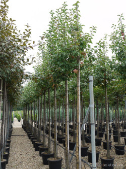 MALUS perpetu EVERESTE En pot de 35-50 litres forme tige hauteur du tronc 180-200 cm