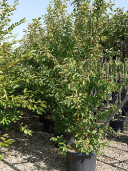 MALUS perpetu EVERESTE En pot de 35-50 litres