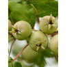 MALUS trilobata