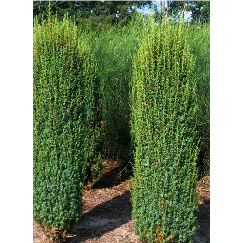 JUNIPERUS communis HIBERNICA