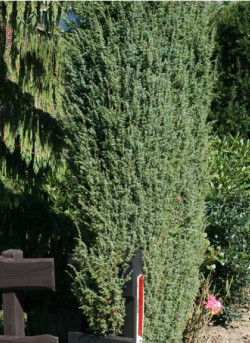 JUNIPERUS communis HIBERNICA
